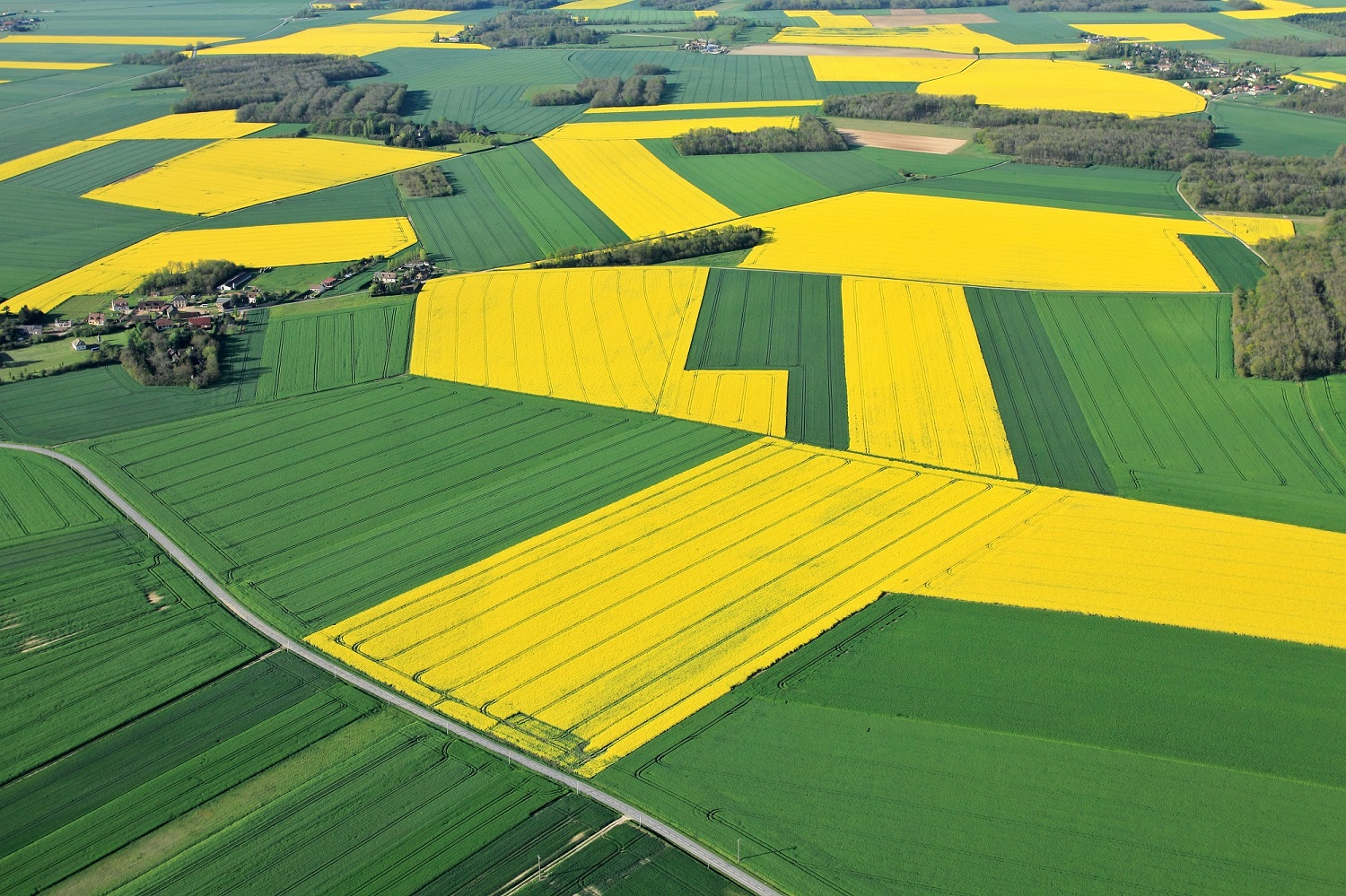Read more about the article CropRadar: Winter oilseed rape for harvest 2021 – Germany in the lead